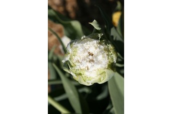 SNOW CRYSTAL
